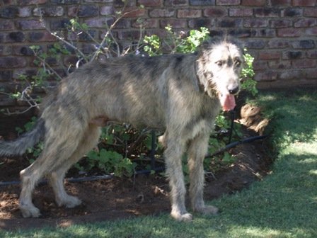 irish wolf en ander 072